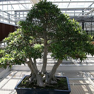 Ficus maxima unspecified picture