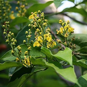Bunchosia unspecified picture