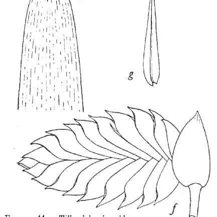 Tillandsia sigmoidea unspecified picture