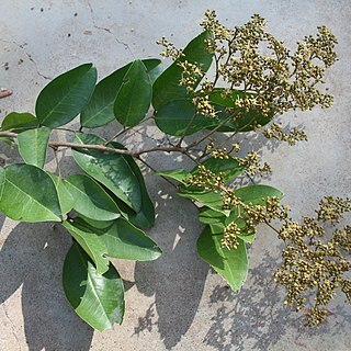 Dialium unspecified picture