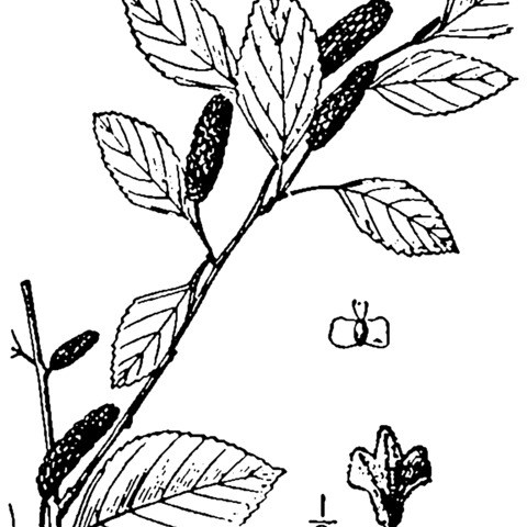 Betula x sandbergii unspecified picture