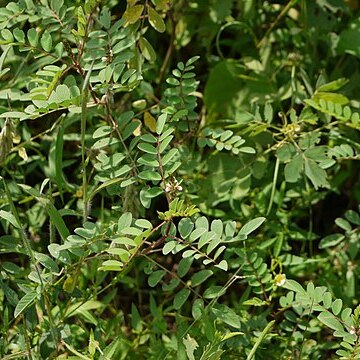 Indigofera astragalina unspecified picture