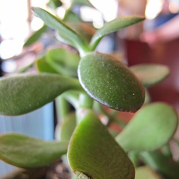 Crassula unspecified picture