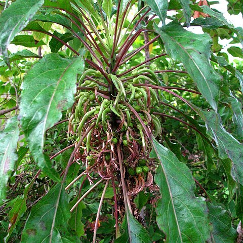 Delissea kauaiensis unspecified picture