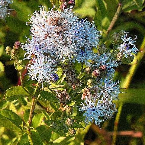 Vernonia galamensis unspecified picture