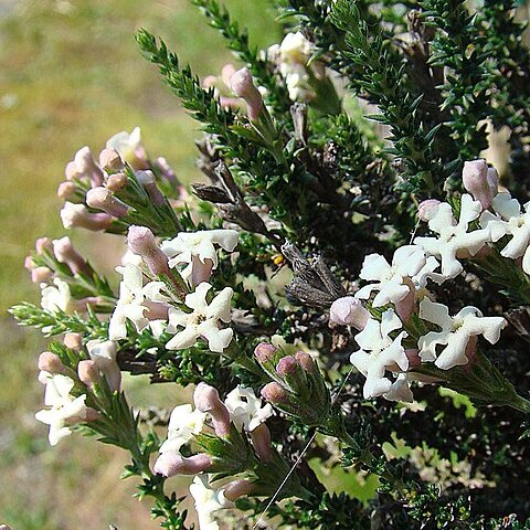 Junellia unspecified picture