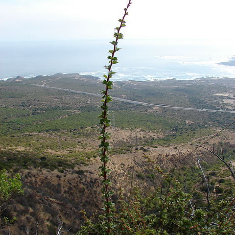 Berberis actinacantha unspecified picture
