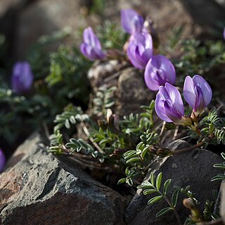 Astragalus nutzotinensis unspecified picture