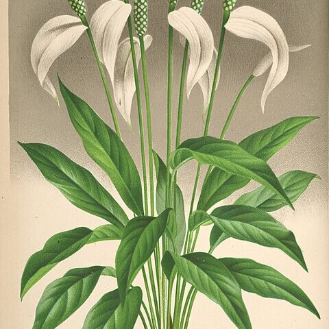 Spathiphyllum patini unspecified picture