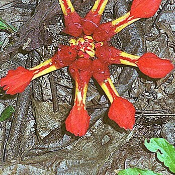 Etlingera coccinea unspecified picture