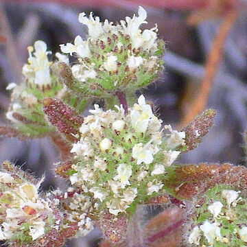 Teucrium haenseleri unspecified picture
