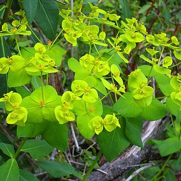 Euphorbia paniculata unspecified picture