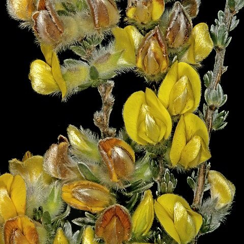 Aspalathus caledonensis unspecified picture