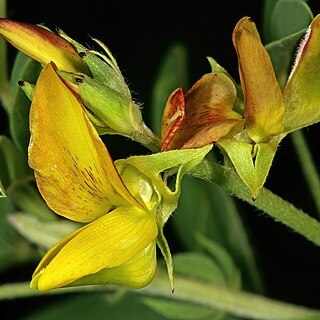 Crotalaria damarensis unspecified picture