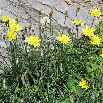 Scorzonera cretica unspecified picture