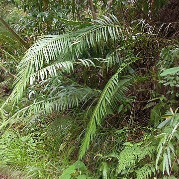 Blechnum orientale unspecified picture