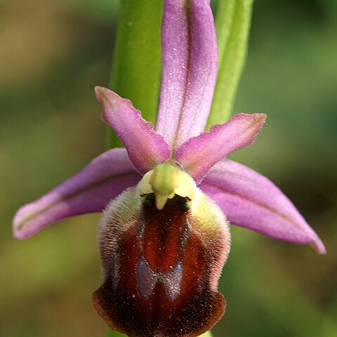 Ophrys argolica subsp. argolica unspecified picture