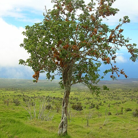 Nothocestrum latifolium unspecified picture