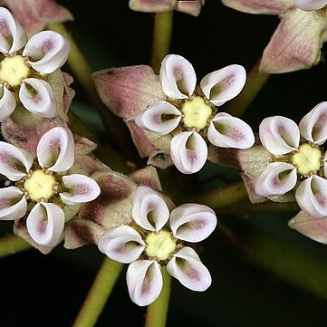 Asclepias adscendens unspecified picture