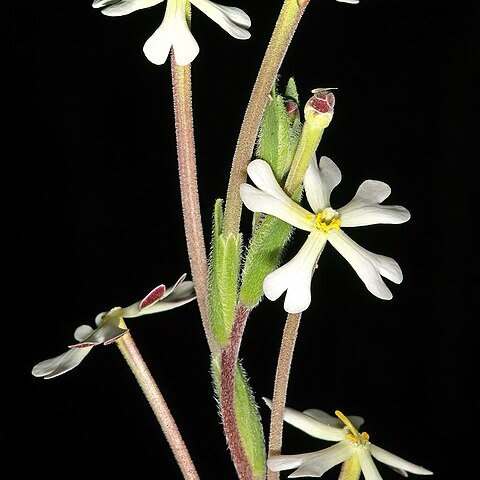 Zaluzianskya elongata unspecified picture
