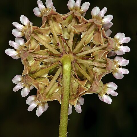 Asclepias adscendens unspecified picture