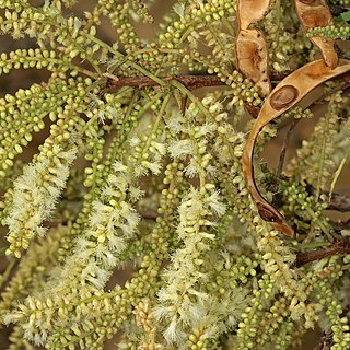 Senegalia hereroensis unspecified picture