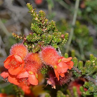 Cheyniana unspecified picture