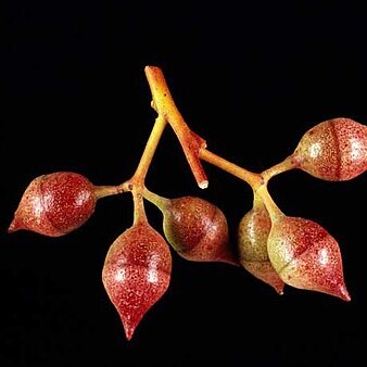 Eucalyptus annuliformis unspecified picture