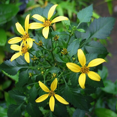 Bidens wiebkei unspecified picture