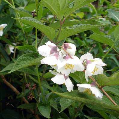 Philadelphus purpurascens unspecified picture