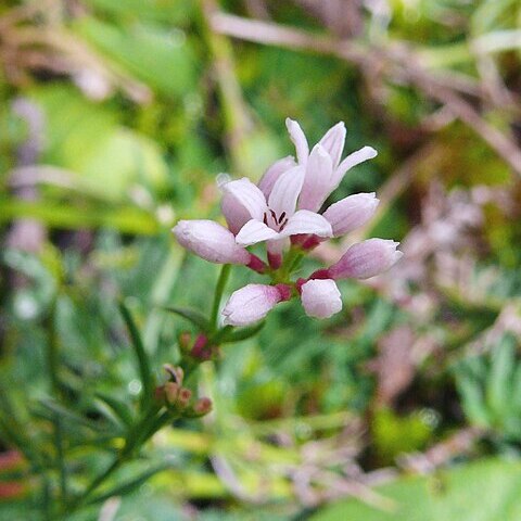 Asperula unspecified picture