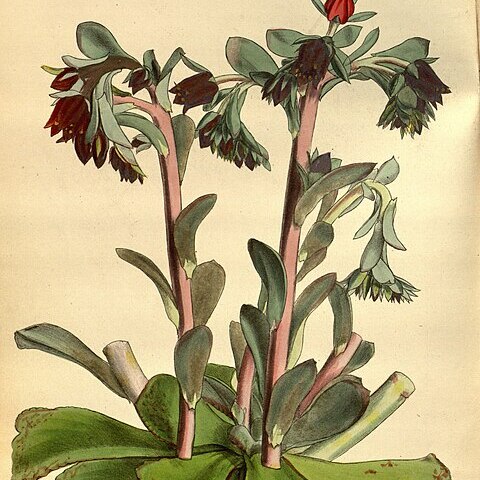 Echeveria fulgens unspecified picture
