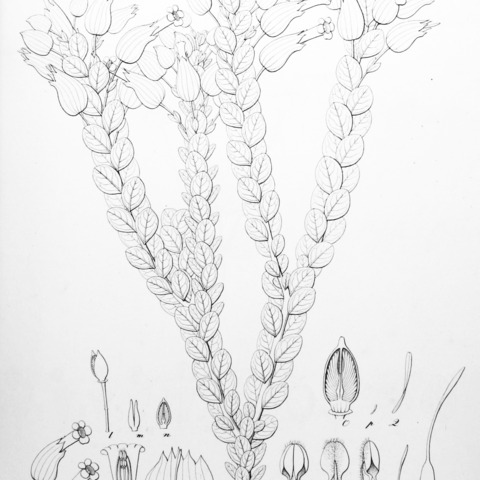Physocalyx unspecified picture