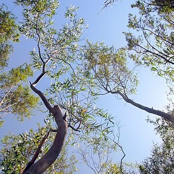Eucalyptus imlayensis unspecified picture