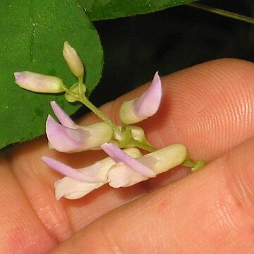 Amphicarpaea unspecified picture