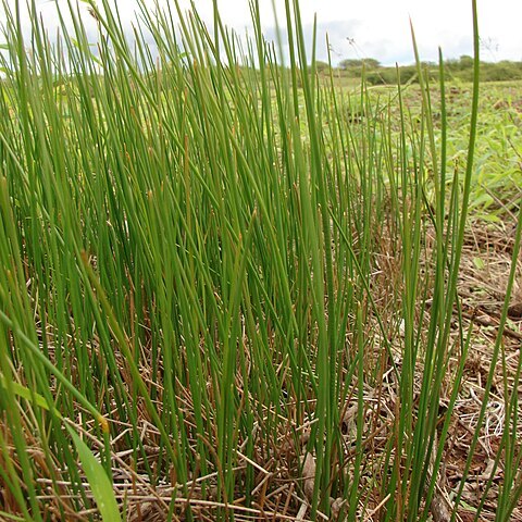 Eleocharis unspecified picture