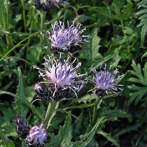 Saussurea triptera unspecified picture