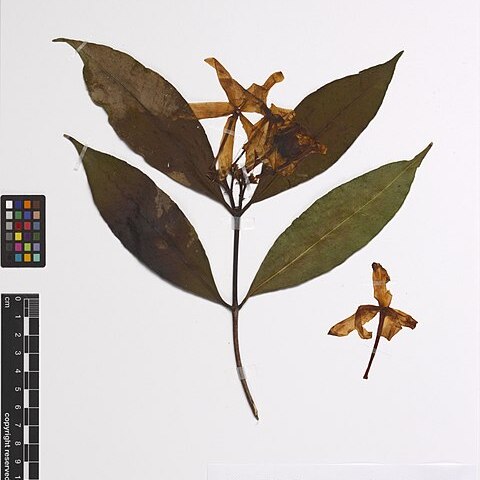 Kopsia singapurensis unspecified picture