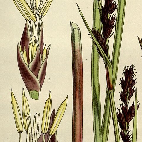 Lepidosperma oldfieldii unspecified picture