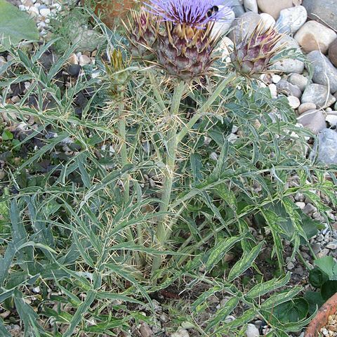 Cynara cardunculus subsp. flavescens unspecified picture