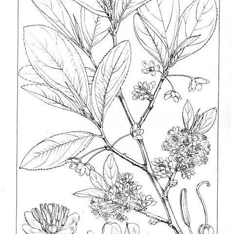 Brackenridgea unspecified picture