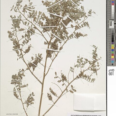 Indigofera brevifilamenta unspecified picture