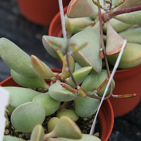 Adromischus liebenbergii unspecified picture