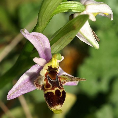 Ophrys scolopax subsp. cornuta unspecified picture