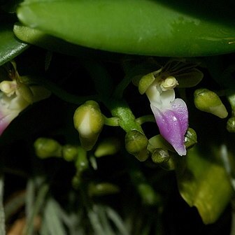 Pelatantheria insectifera unspecified picture