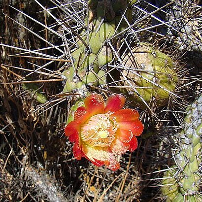 Austrocylindropuntia exaltata unspecified picture