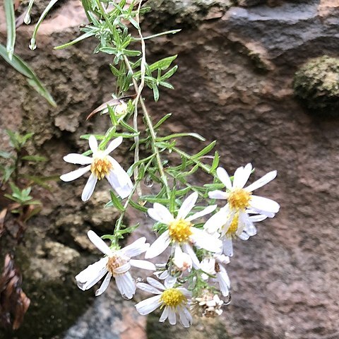 Symphyotrichum welshii unspecified picture