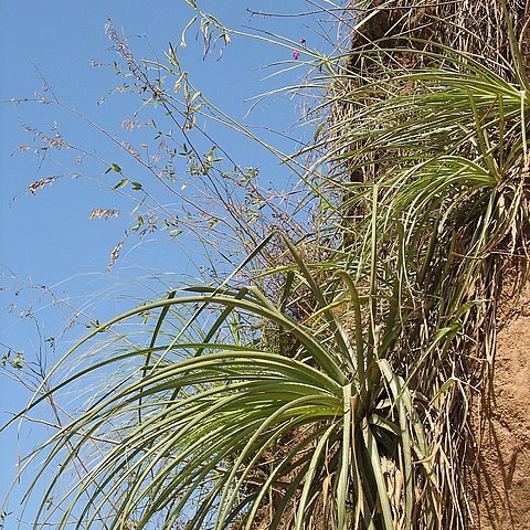 Pitcairnia lanuginosa unspecified picture