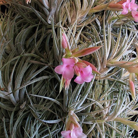 Tillandsia sucrei unspecified picture