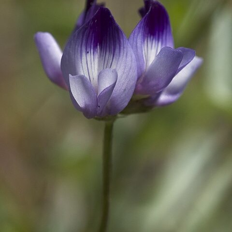 Astragalus rattanii unspecified picture